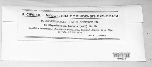 Uromyces rhynchosporae image